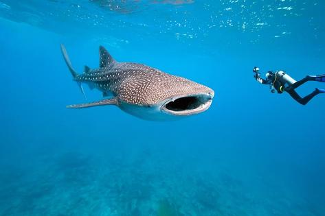 Utlia Utopia Village Whale Shark